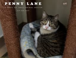 Penny Lane image 2