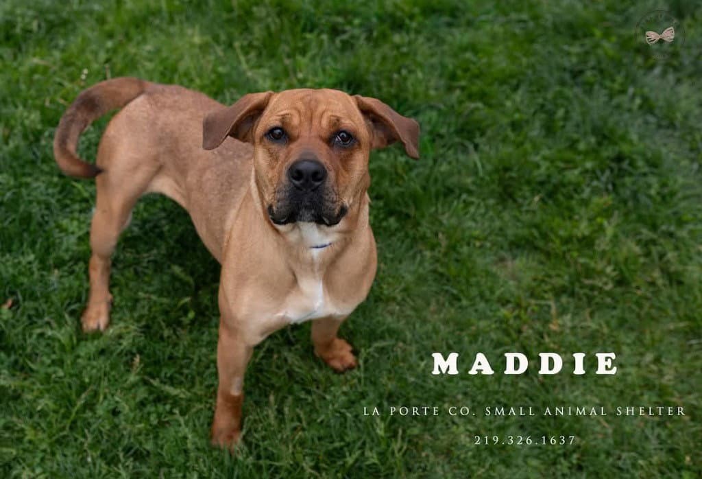Maddie - Mastiff