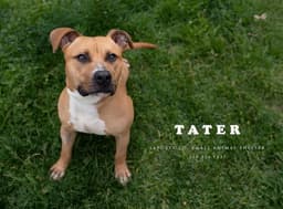 Tater image 1