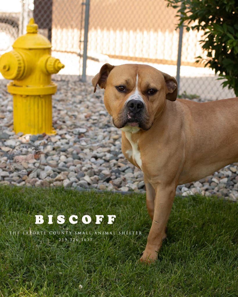 Biscoff - Pit Bull Terrier