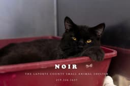 Noir image 1