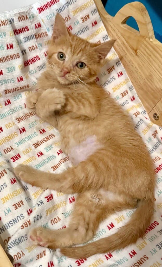 Daffy - Domestic Short Hair