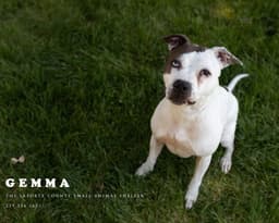 Gemma image 1