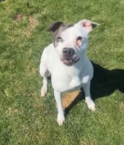 Gemma image 2