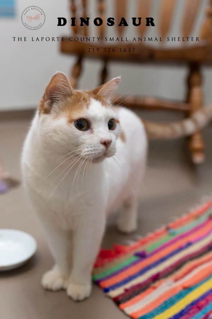 Dinosaur - British Shorthair