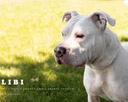 Libi image 1
