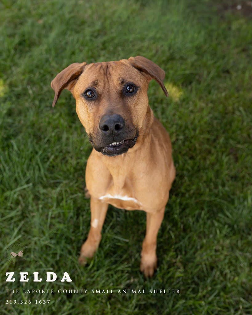 Zelda - Hound