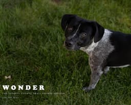 Wonder image 1