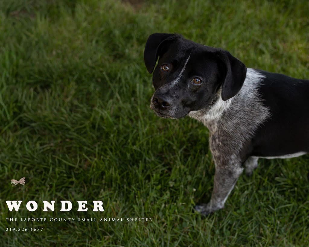 Wonder - Cattle Dog