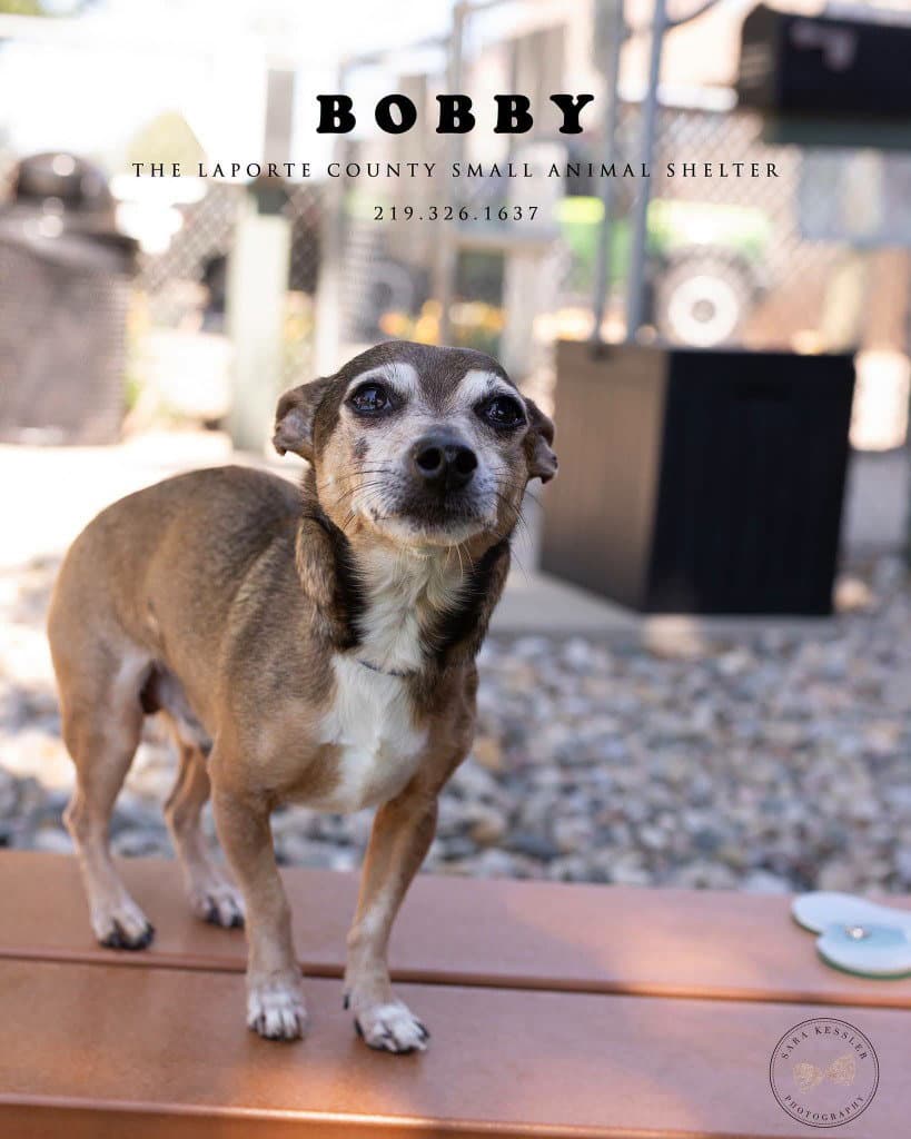 Bobby - Chihuahua