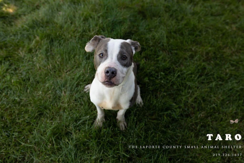 Taro - Pit Bull Terrier