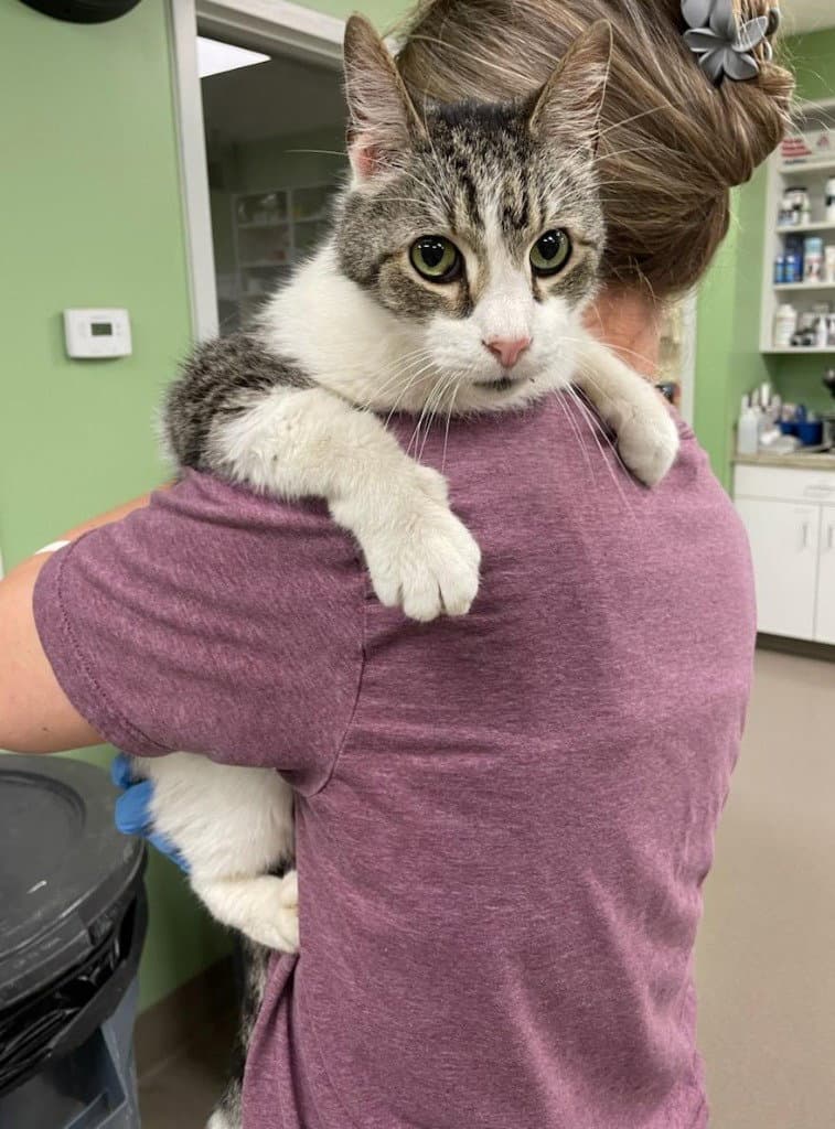 Lew - Domestic Short Hair