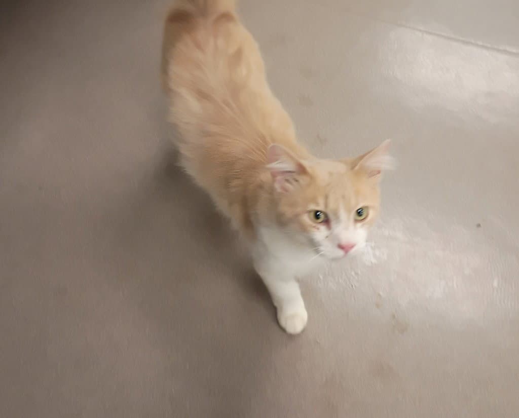 Axel - Domestic Short Hair