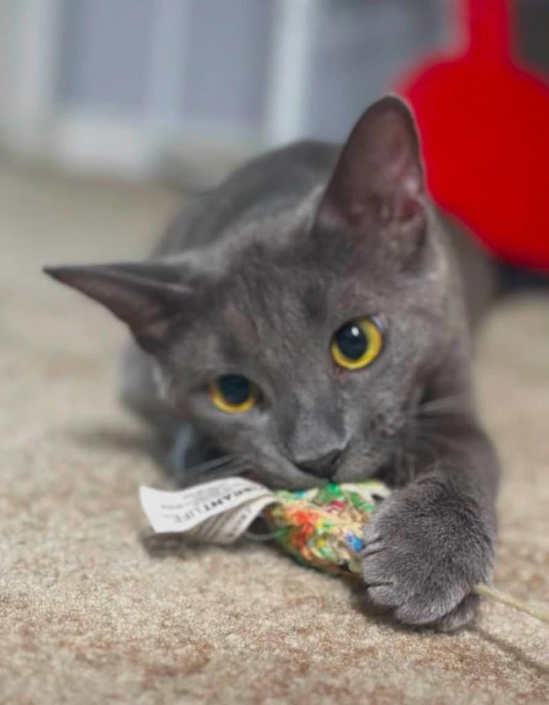 Eva - Domestic Short Hair