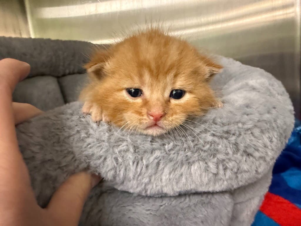 Timmy - Tabby