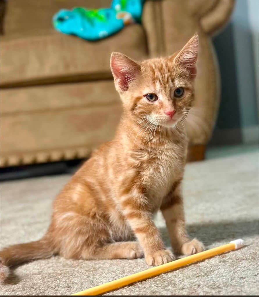 Timmy - Tabby