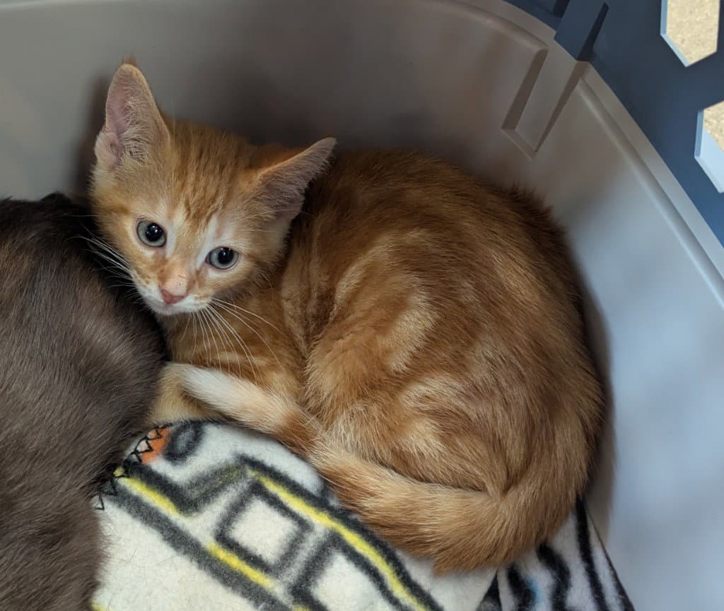 Casanova - Domestic Short Hair