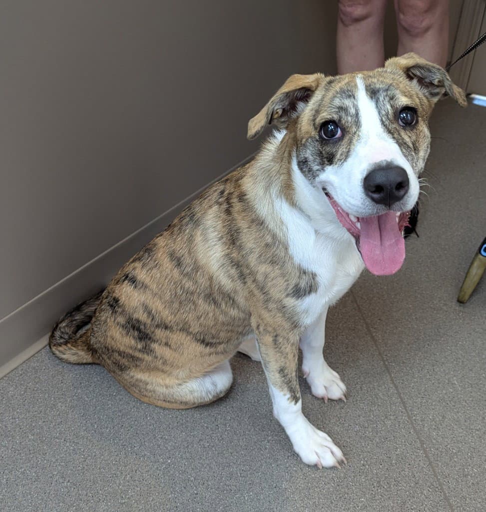 Cassiopeia - Pit Bull Terrier