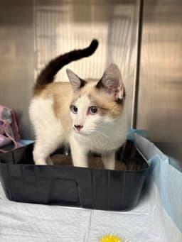 Mochi image 1