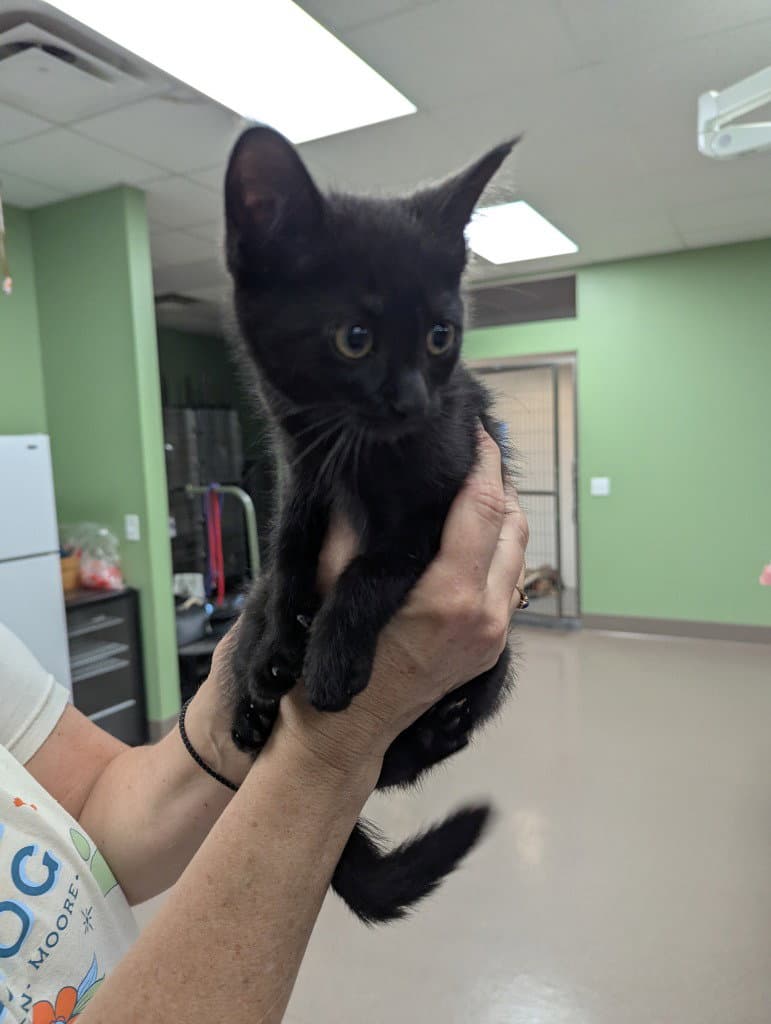 Spider - Domestic Short Hair