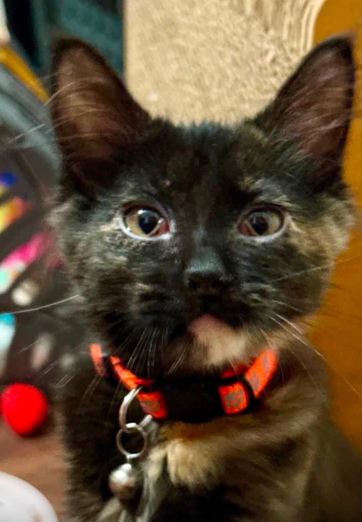 Lola - Domestic Medium Hair
