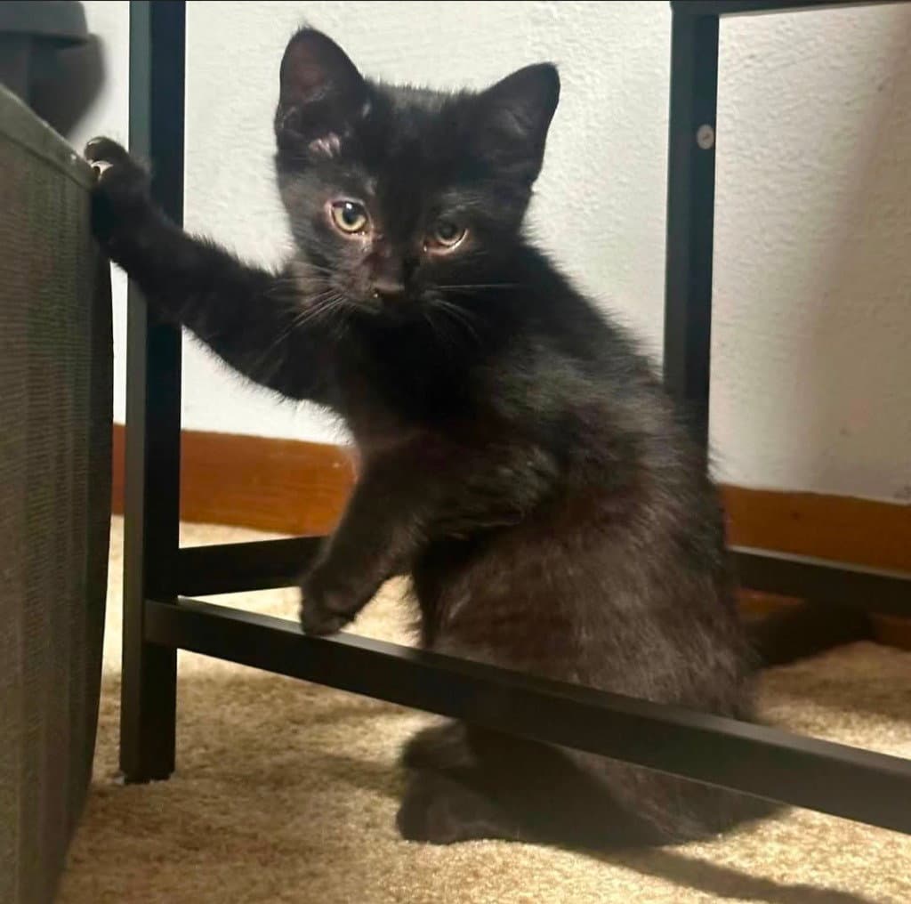Darla - Domestic Short Hair