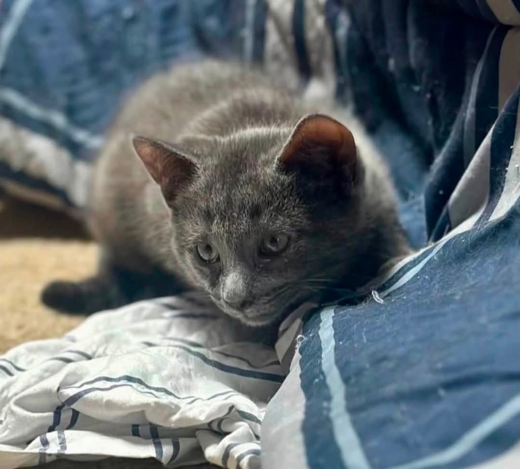 Willow - Domestic Short Hair