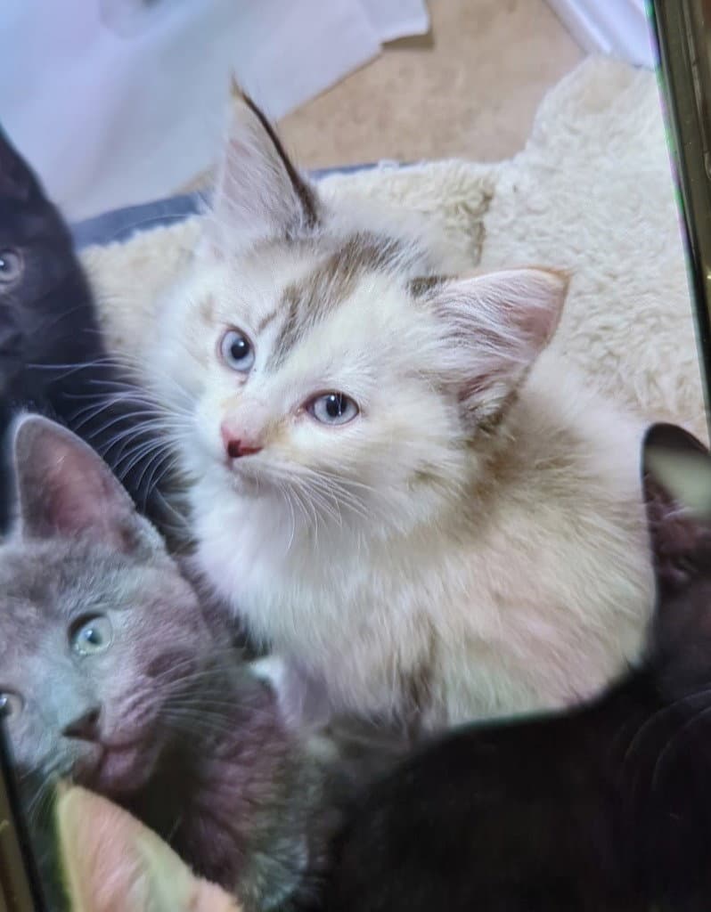 Opal - Siamese