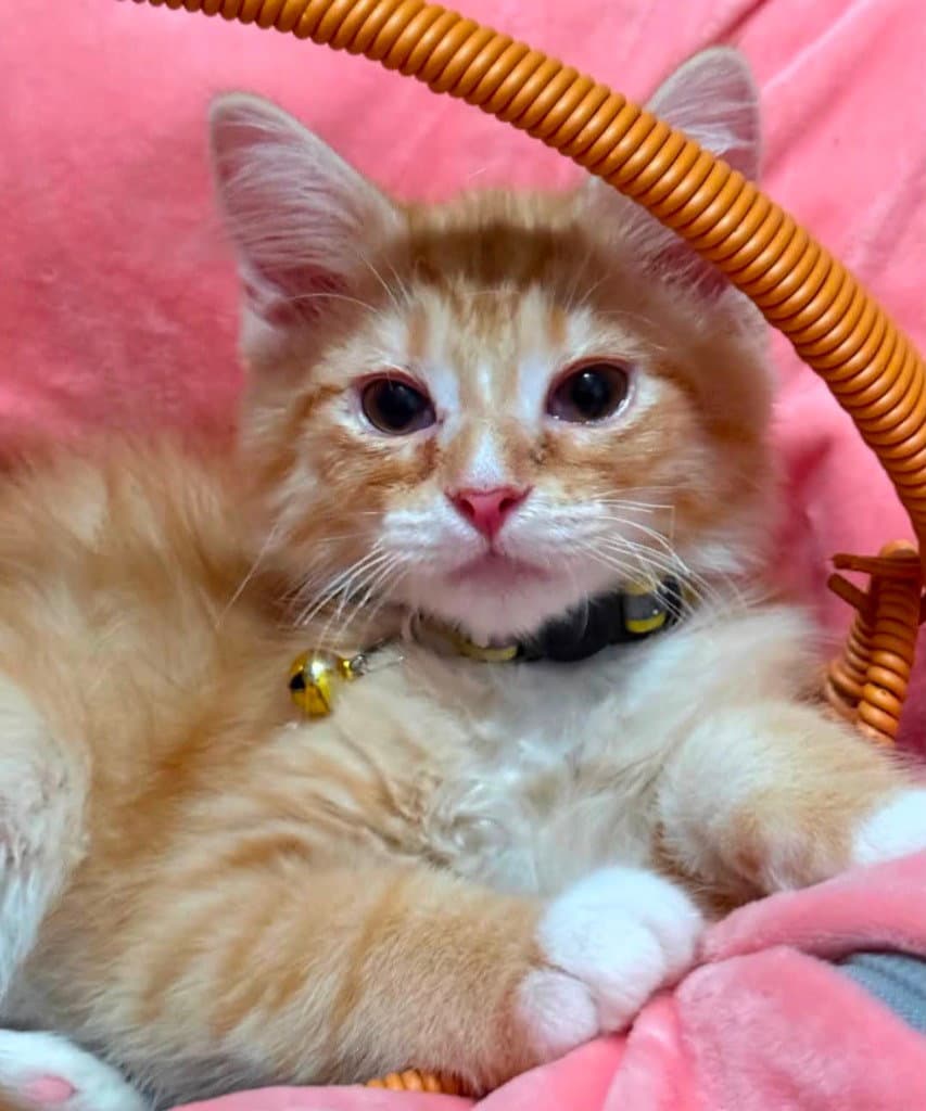 Sherbert - Domestic Long Hair