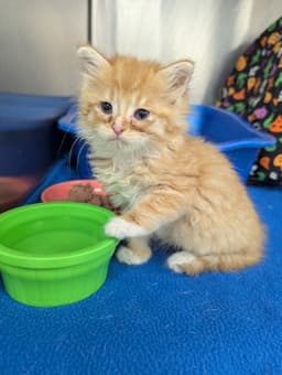 Sherbert image 2
