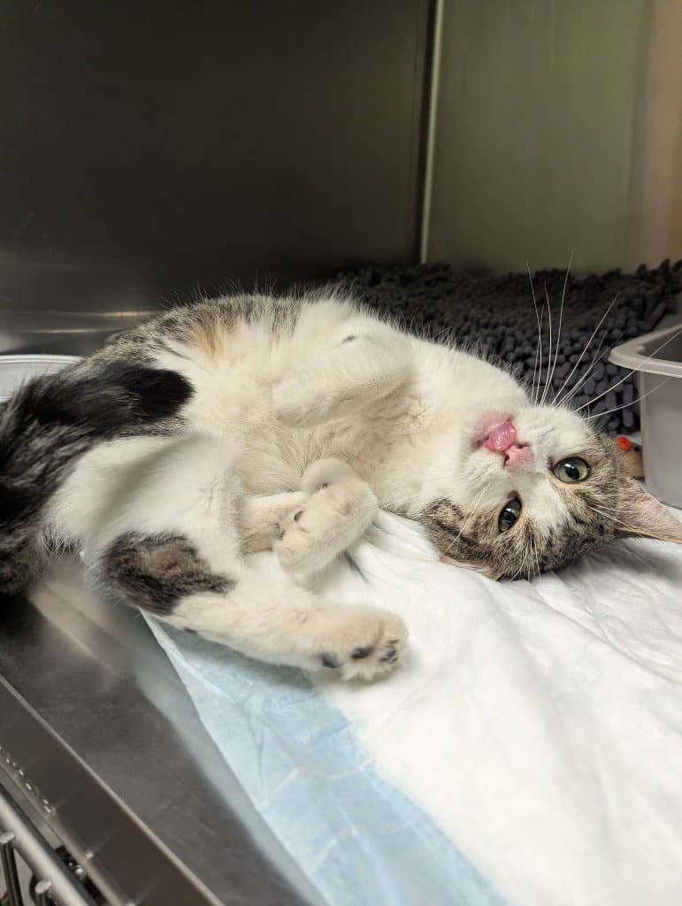 Carina - Domestic Short Hair