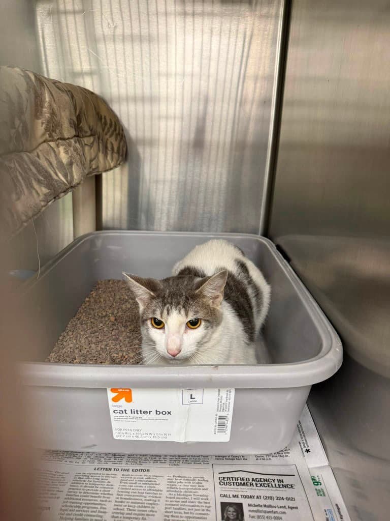 Charlie - Domestic Short Hair