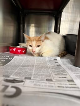 Oliver image 1