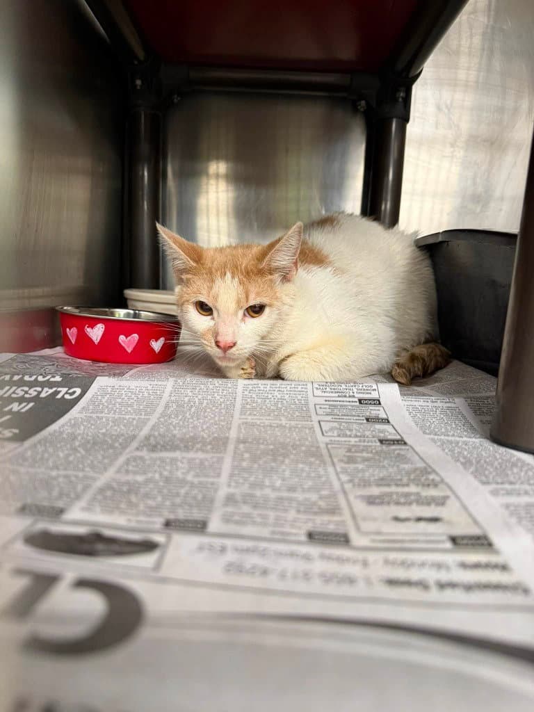 Oliver - Domestic Short Hair