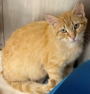 Nebraska - Tabby