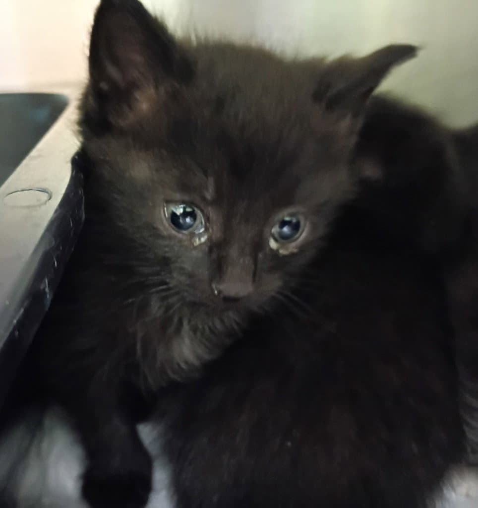 Chandler - Domestic Short Hair