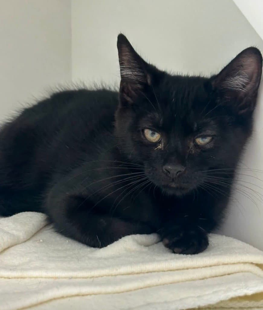 Buns - Domestic Short Hair