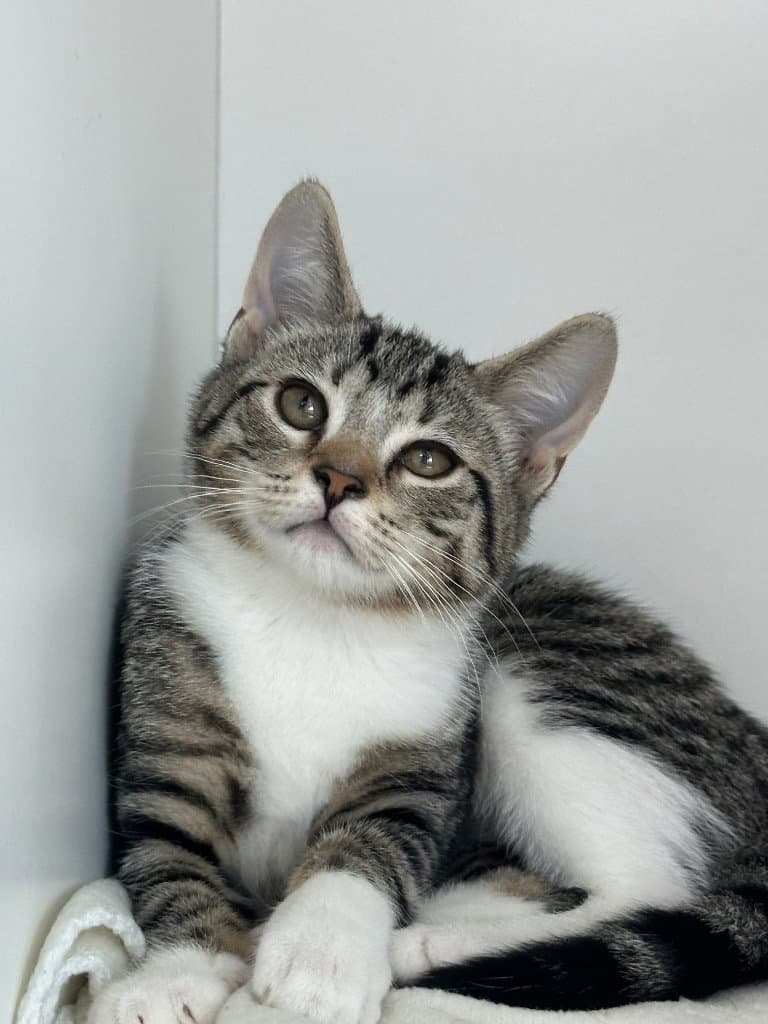 Pudding - Domestic Short Hair