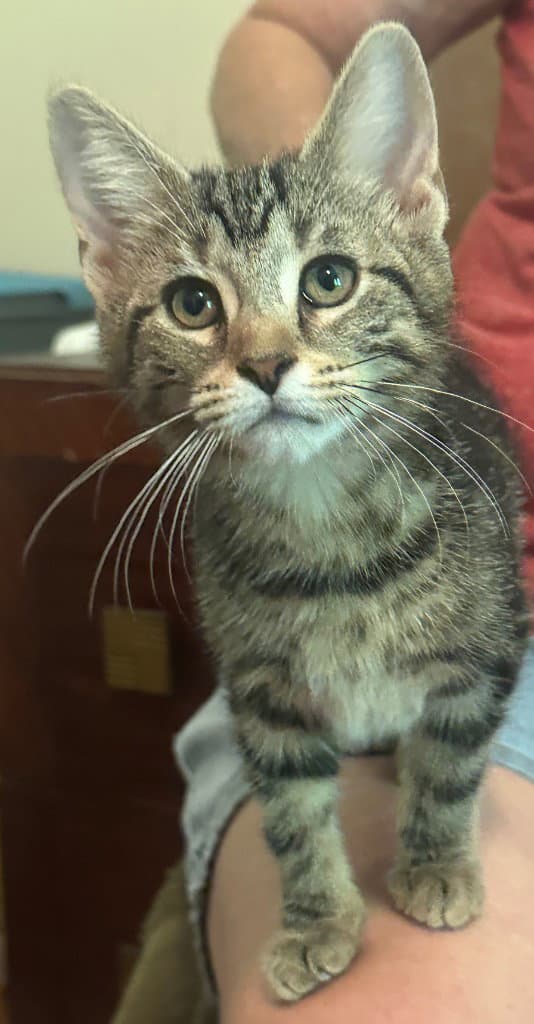 Daffodil - Domestic Short Hair