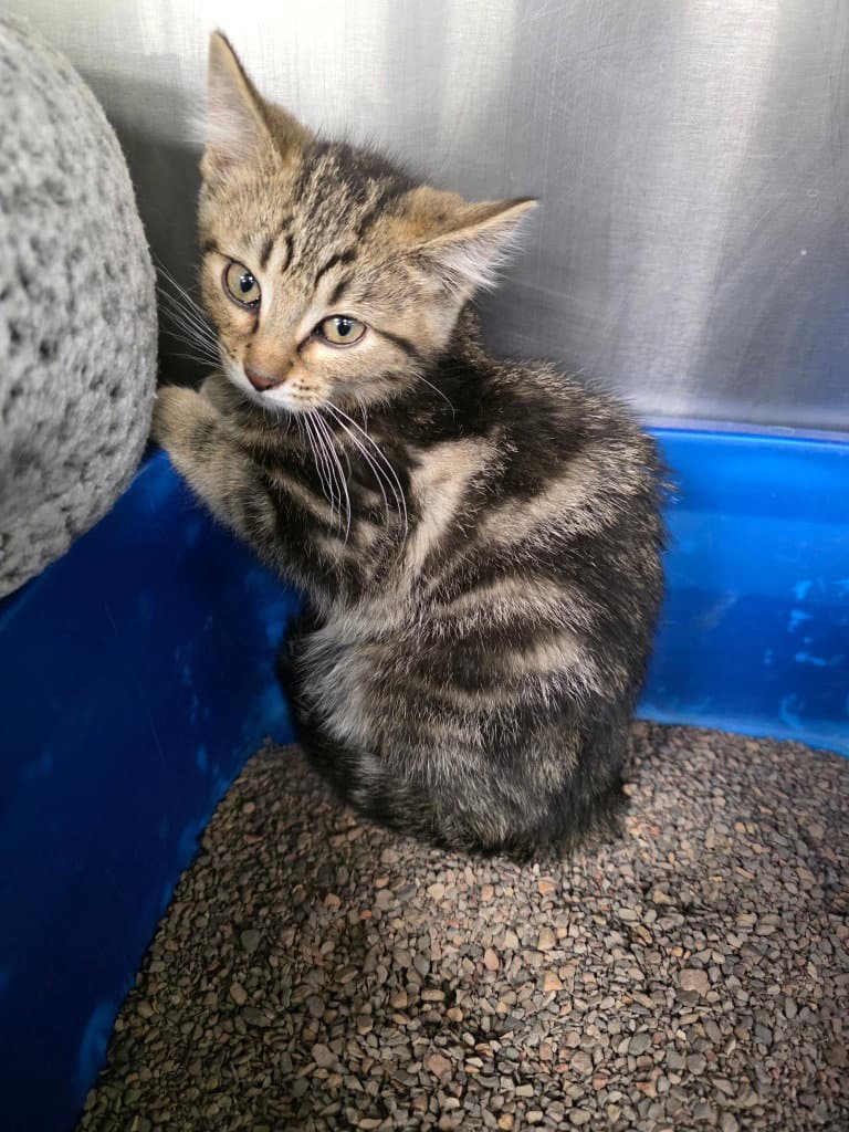 Jawa - Domestic Short Hair