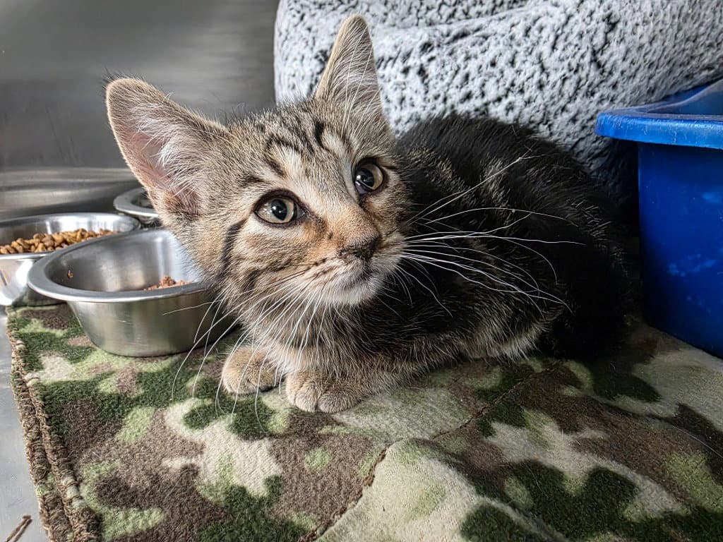 Jaba - Domestic Short Hair