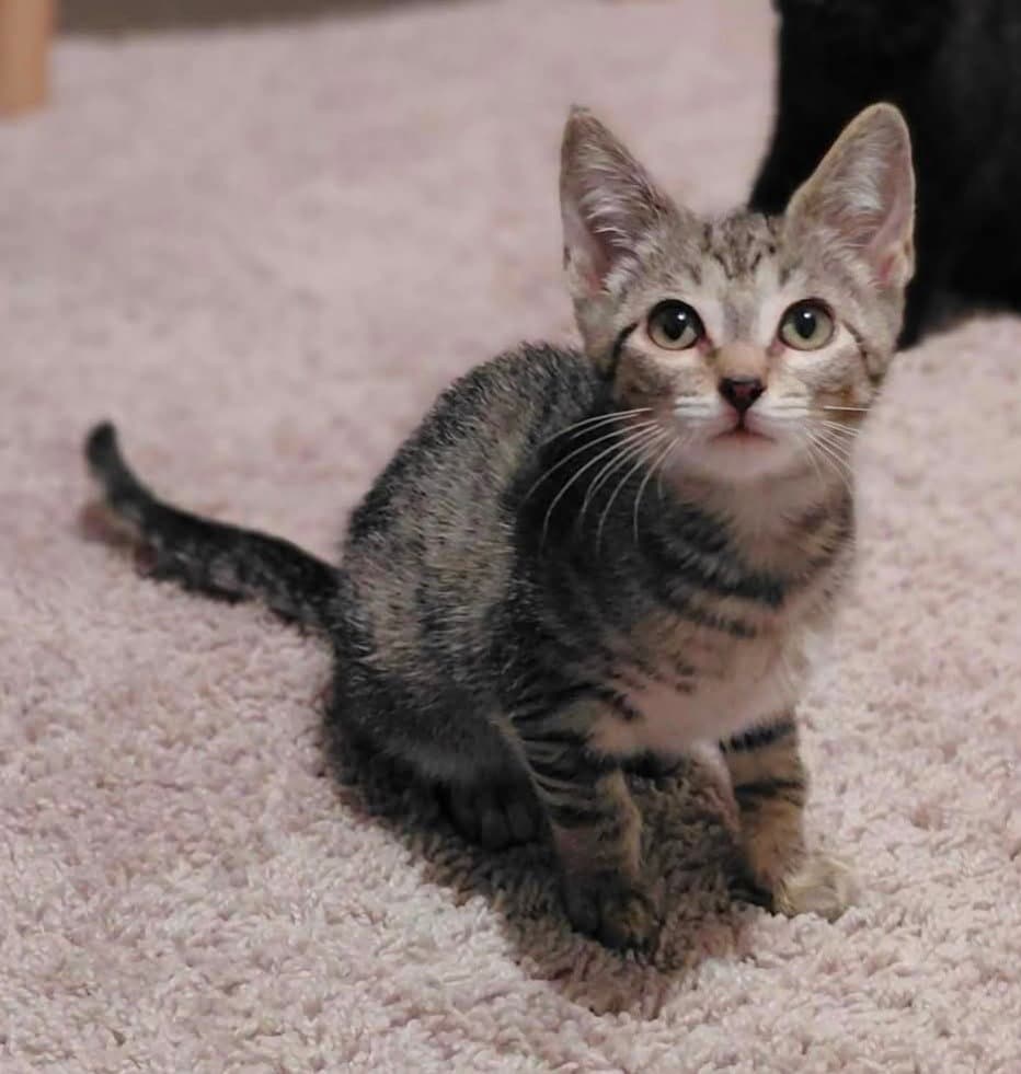 Danica - Domestic Short Hair