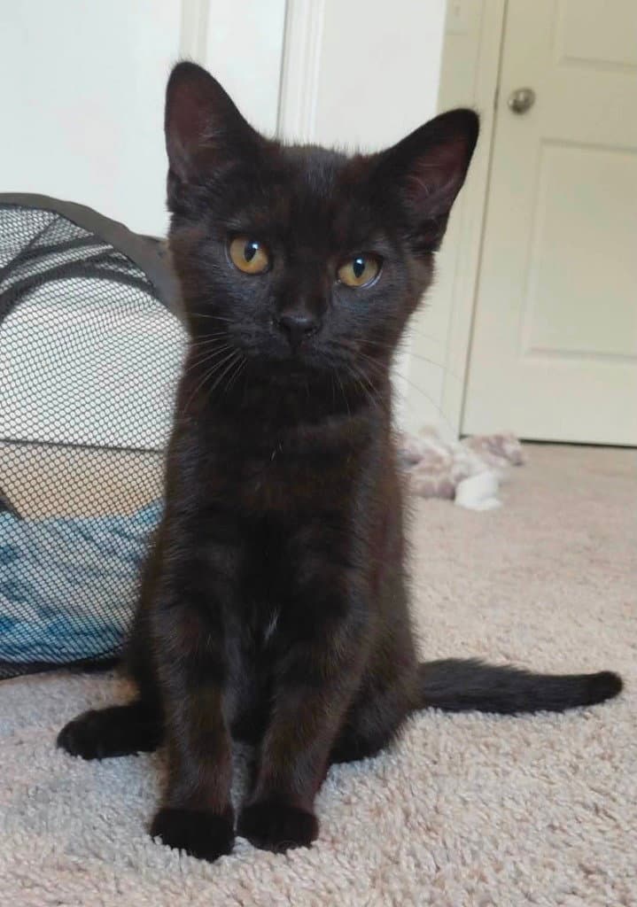 Winnie - Domestic Short Hair