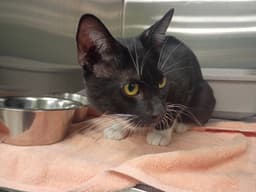 Whiskers image 1