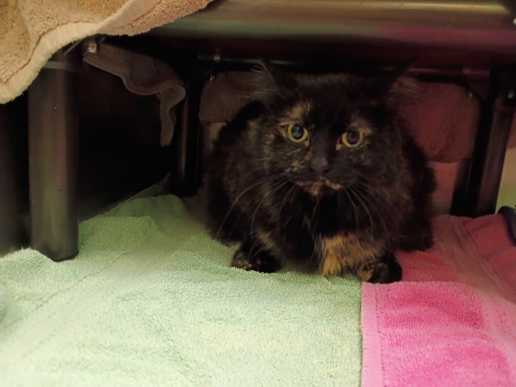 Velvet - Domestic Short Hair