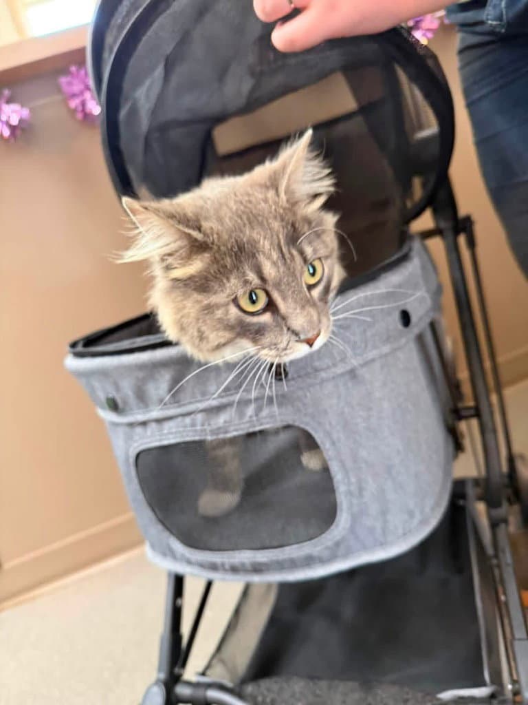 Apollo - Domestic Long Hair