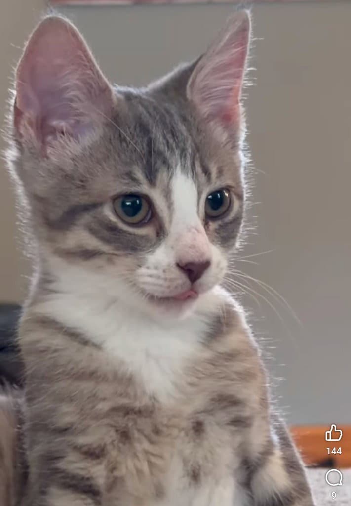 Donatello - Domestic Short Hair