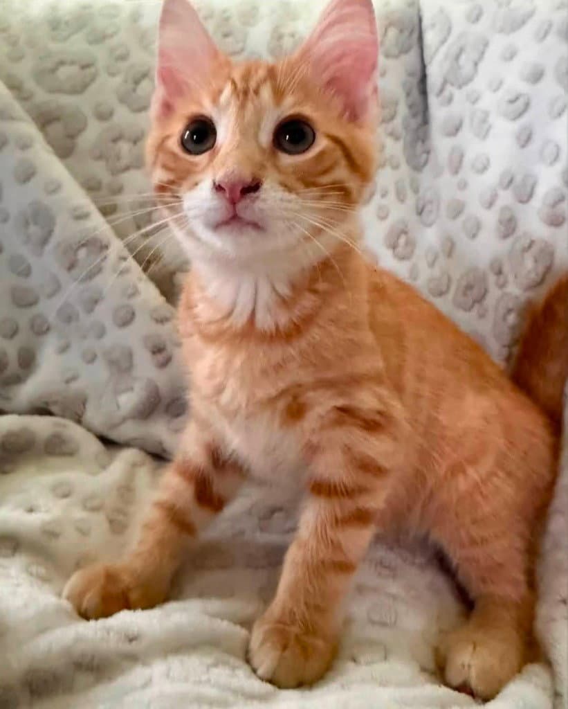 Raphael - Domestic Short Hair