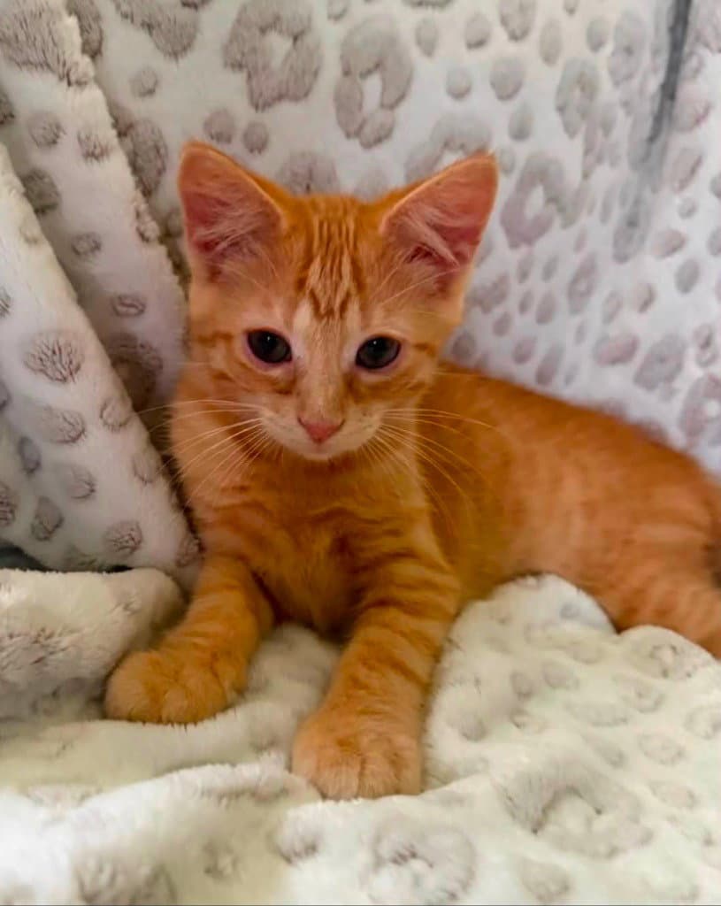 Michelangelo - Domestic Short Hair
