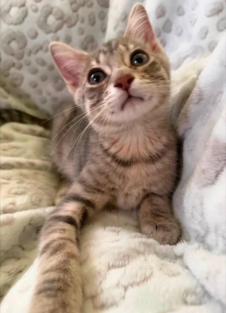 Leonardo - Tabby